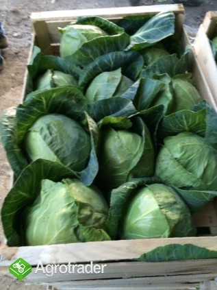 OKAZJA SPRZEDAM KAPUSTĘ MŁODĄ