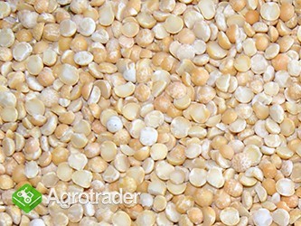 groch połówki sprzedam 