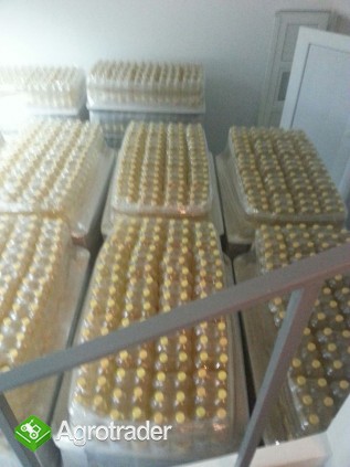 Refined Sunflower Oil 100% Pure