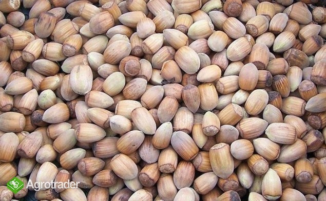 LASKOWE Orzechy Cała Polska - zdjęcie 1