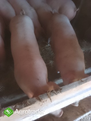 Sprzedam tuczniki  - zdjęcie 1