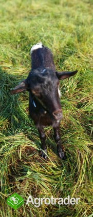 Sprzedam pięknego capa - zdjęcie 3