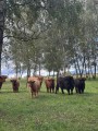 sprzedam do dalszej hodowli jałówki highland cattle