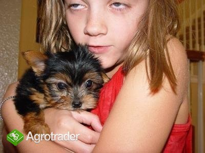 Teacup Yorkie szczenięta do przyjęcia