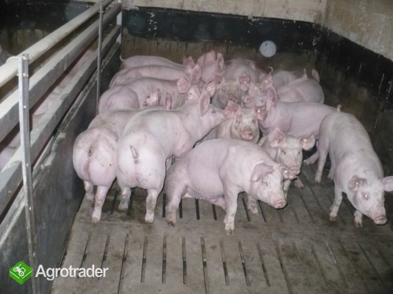 warchlaki-import krajów U.E. - zdjęcie 2