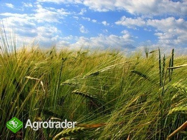 kupię jęczmień paszowy