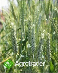 kupię pszenżyto pasz.;'