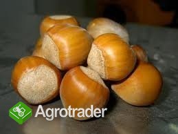 Sprzedam Orzechy laskowe