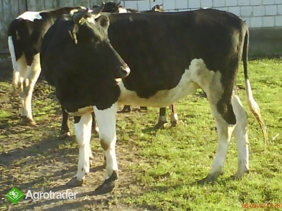 sprzedam - zdjęcie 3