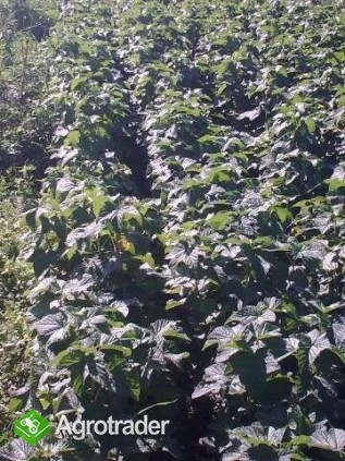 Sadzonki porzeczki Tisel - zdjęcie 4