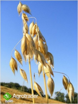 kupię owies paszowy.,.