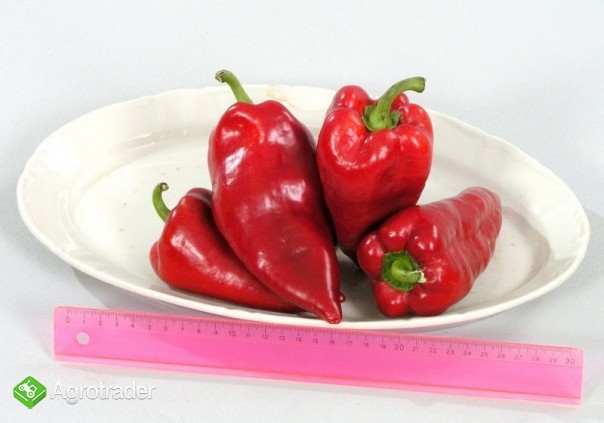 Papryka bułgarska 2 klass