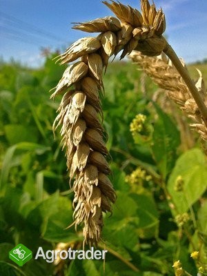 kupię pszenicę