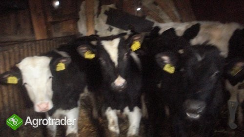 Witam .! - zdjęcie 1