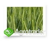 kupie żyto paszowe do 670+vat/kons do 740+vat/min