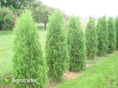 Tuje Tuja Thuje sadzonki - zdjęcie 2