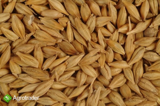 Cereals from Ukraine - zdjęcie 2