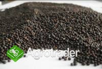 Cereals from Ukraine