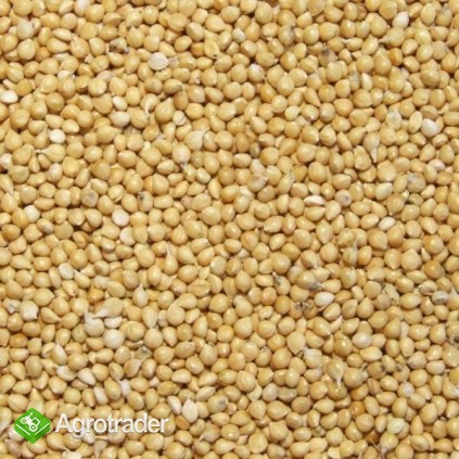 Cereals from Ukraine