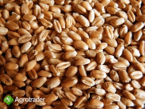 Cereals from Ukraine