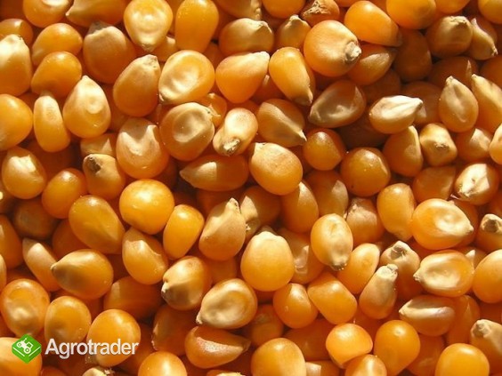 Cereals from Ukraine - zdjęcie 3