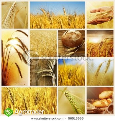 SKUPUJEMY PSZENICĘ PASZOWĄ