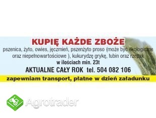 kupię żyto ekologiczne