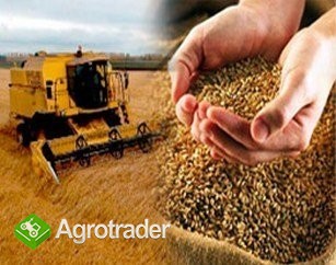 SKUP / SPRZEDAZ ZBOZA